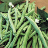 Garden Bean Blue Lake 274 (15 seeds), Early, Mild flavor and stringless too. - Golden Shoppers