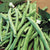 Garden Bean Blue Lake 274 (15 seeds), Early, Mild flavor and stringless too.