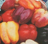 Pepper Grand Bell Mix (10 seeds) A unique blend of crisp, Sweet bell Peppers. - Golden Shoppers