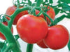 Tomato Rutgers (20 seeds) Excellent flavor. Ideal for slicing or canning - Golden Shoppers
