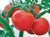 Tomato Rutgers (20 seeds) Excellent flavor. Ideal for slicing or canning