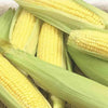 Sweet Corn Early Golden Bantam (15 seeds), Old time favorite ears 6 to 10in tall - Golden Shoppers