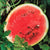 Watermelon Sugar Baby (25 seeds), Very sweet flavor, yield up to 8lbs.