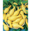 Squash Early Summer Crookneck (20 seeds), Heirloom Variety - Golden Shoppers