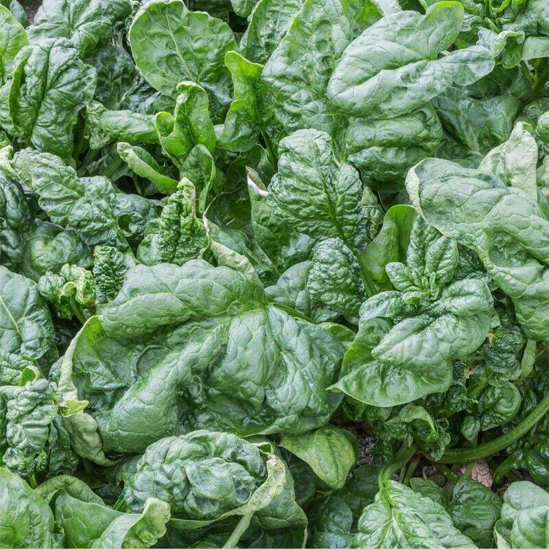 Spinach, Giant Noble (30 seeds) Heavy yield and long standing. - Golden Shoppers