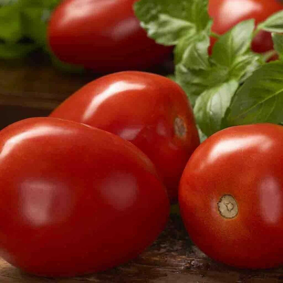 Tomato Roma (20 seeds) High yielding variety used for preserves - Golden Shoppers