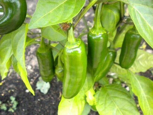 Pepper Jalapeno (20 seeds) Used to season many dishes. - Golden Shoppers