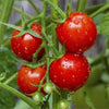 Tomato Large Red Cherry (25 seeds) High yielding varieties