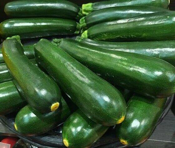 Squash Dark Green Zucchini (10 seeds), Prolific vegetables in the home garden. - Golden Shoppers