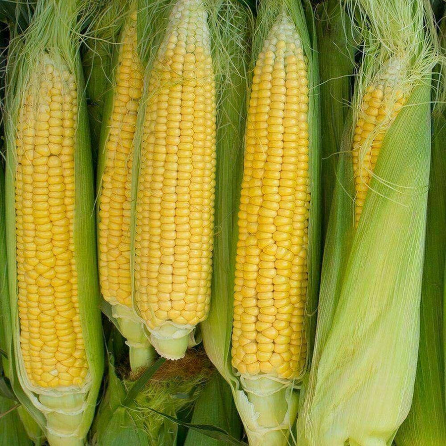 Sweet Corn Early Golden Bantam (15 seeds), Old time favorite ears 6 to 10in tall - Golden Shoppers