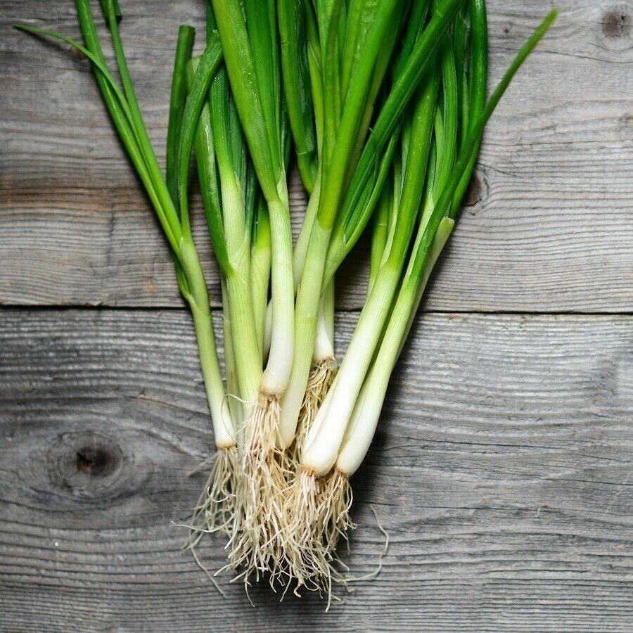 White Lisbon Bunching (100 seeds) A mild green onion, remain fresh after harvest - Golden Shoppers