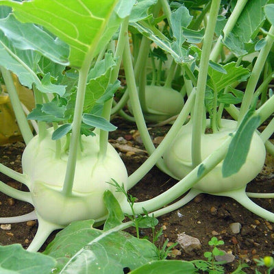 Kohlrabi Early White Vienna (50 seeds) Tasty, Light Green,Flesh is creamy white - Golden Shoppers