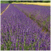 Lavender True, Ideal for Containers (50 seeds) Long time favorite of herb lovers - Golden Shoppers