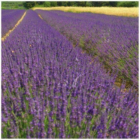 Lavender True, Ideal for Containers (50 seeds) Long time favorite of herb lovers - Golden Shoppers
