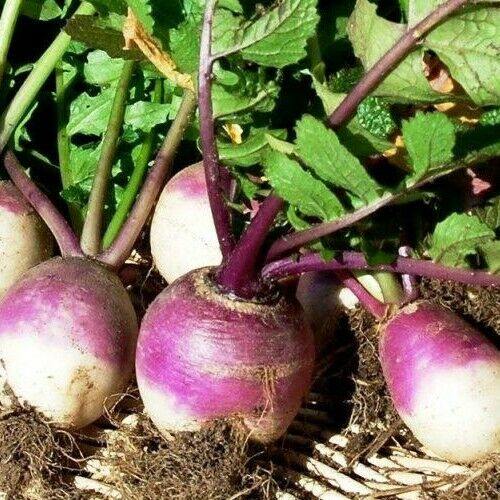 Turnip Top White Globe (100 seeds) High yielding variety, roots white.