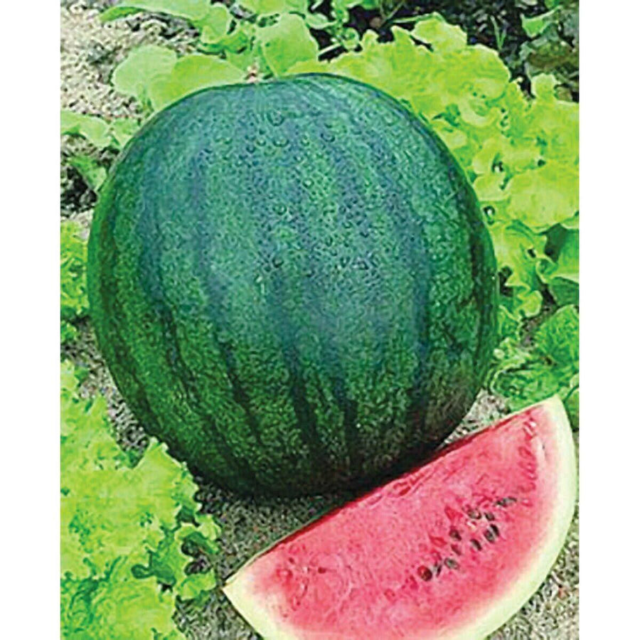 Watermelon Sugar Baby (25 seeds), Very sweet flavor, yield up to 8lbs. - Golden Shoppers