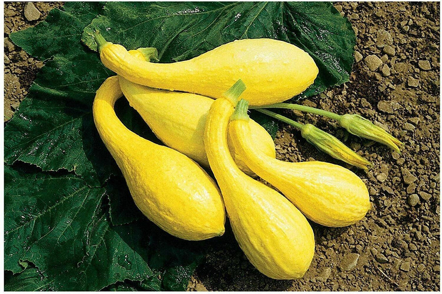 Squash Early Summer Crookneck (20 seeds), Heirloom Variety
