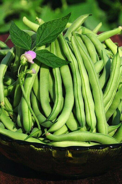 Garden Bean, Tendergreen Improved (10 seeds) Fine stringless texture bush bean - Golden Shoppers