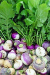 Turnip Top White Globe (100 seeds) High yielding variety, roots white. - Golden Shoppers