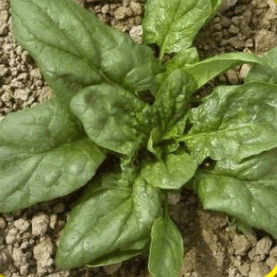 Spinach, Giant Noble (30 seeds) Heavy yield and long standing. - Golden Shoppers