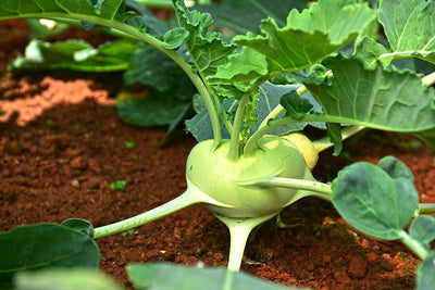 Kohlrabi Early White Vienna (50 seeds) Tasty, Light Green,Flesh is creamy white - Golden Shoppers