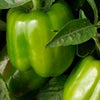 Pepper California Wonder (30 seeds) Uniform, dark green thick fleshed fruits. - Golden Shoppers