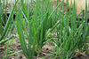White Lisbon Bunching (100 seeds) A mild green onion, remain fresh after harvest - Golden Shoppers