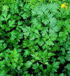 Parsley Italian, Ideal For Containers (50 seeds) Tangy, broad, flat leaves. - Golden Shoppers