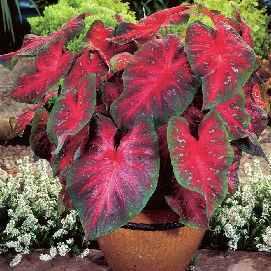 Caladium Red Flash  (5 tuber) Heat and humid tolerant, lovely tropical look