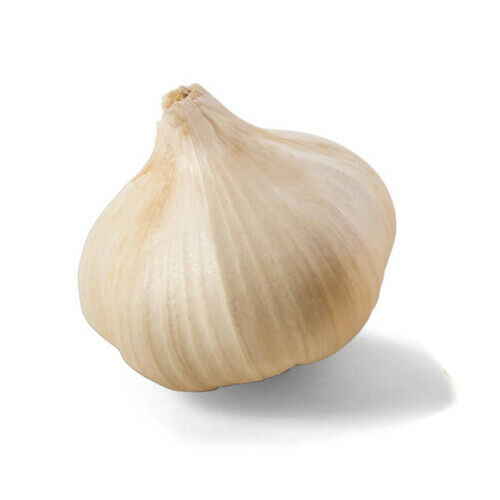 Garlic (1 bulb) shipping