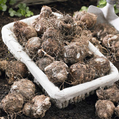 Caladium Buck  (6 tubers) Tropical beauty