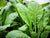 Mustard Spinach Tendergreen(100 seeds), Quick growing, heat and drought tolerant