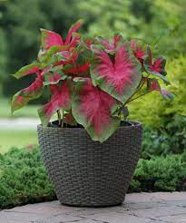 Caladium Buck  (6 tubers) Tropical beauty