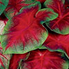 Caladium Buck  (6 tubers) Tropical beauty